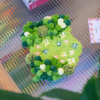 FUZZY - FLORAL - Moss Coaster Bundle