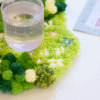 FLORAL GROVE - Moss Coaster Kit