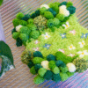 FLORAL GROVE - Moss Coaster Kit-Embroidery Kit for Beginners