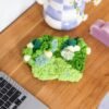 GREEN OASIS - Moss Coaster Kit