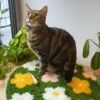 FLOWER BOMB GREEN - Rug Making Kit-Handmade Tufting Embroidery Art