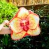 ISLAND ORCHID - Latch Hook Rug Kit-latch hook kits